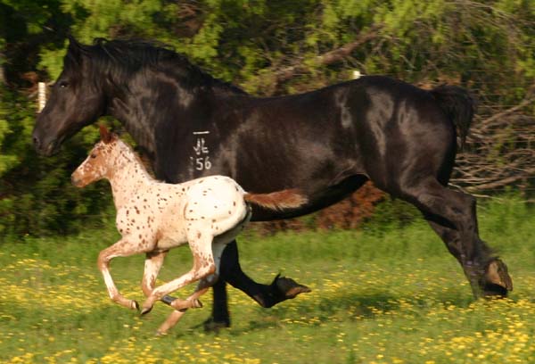 March 2007 filly, Charicature x Invested Miss Jones, pictured April 2007.