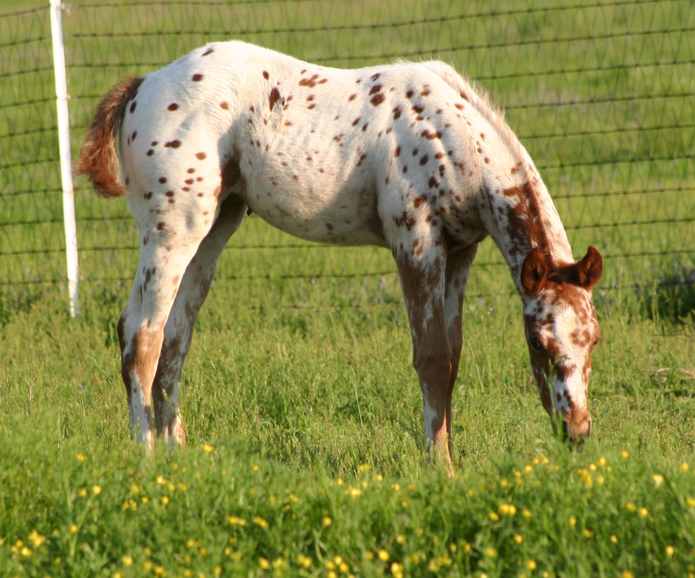 March 2007 filly, Charicature x Invested Miss Jones, pictured April 2007.