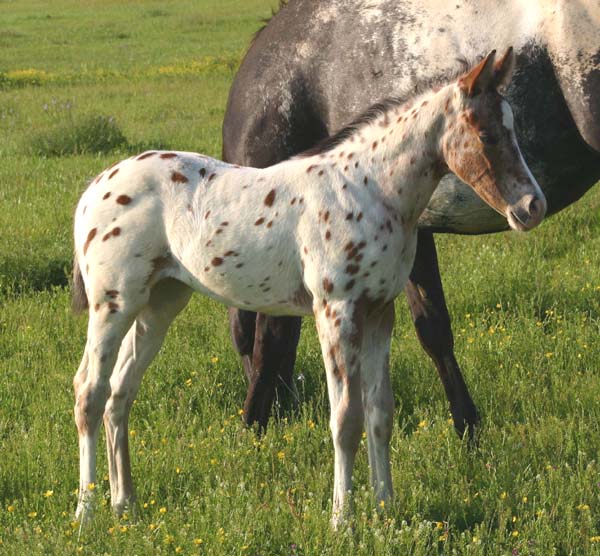 March 2007 Filly, Invitational x Designer Invi, pictured April 20, 2007.