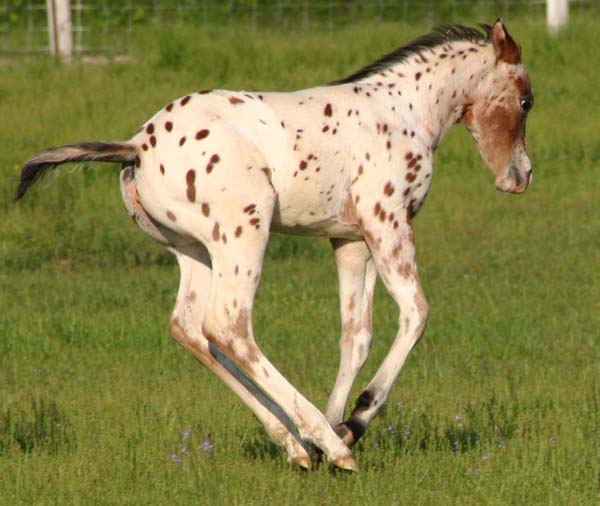 March 2007 Filly, Invitational x Designer Invi, pictured April 20, 2007.