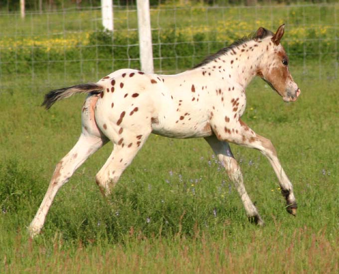 March 2007 Filly, Invitational x Designer Invi, pictured April 20, 2007.