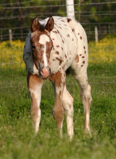March 2007 Filly, Invitational x Designer Invi, pictured April 20, 2007.