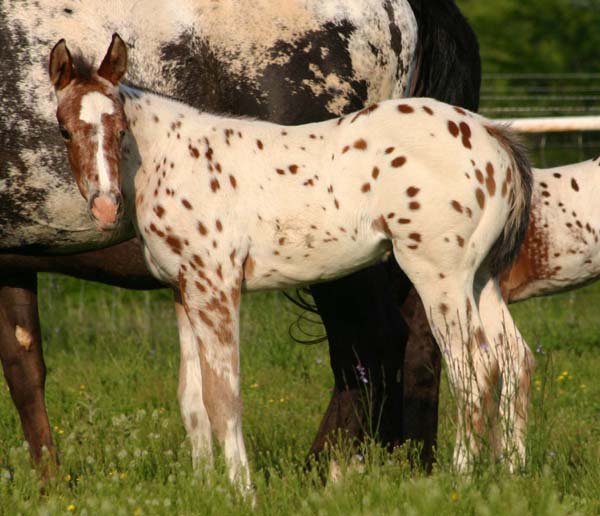 March 2007 Filly, Invitational x Designer Invi, pictured April 20, 2007.