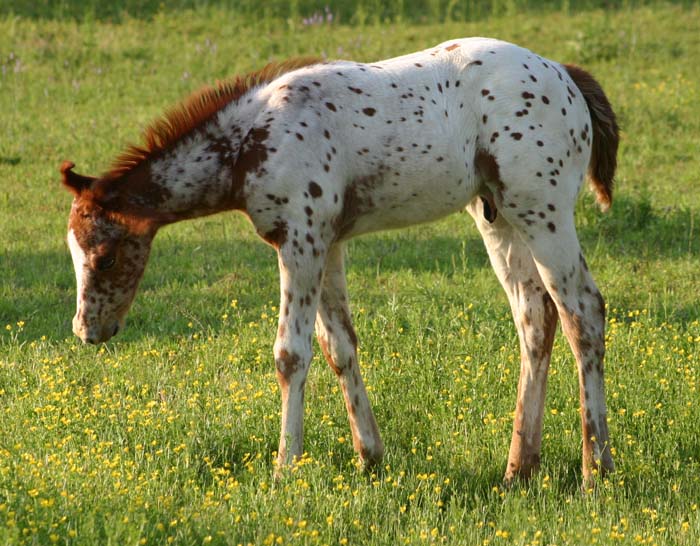 April 2007 Colt, Sierramus (AQHA) x Comic Series, pictured April 20, 2007.