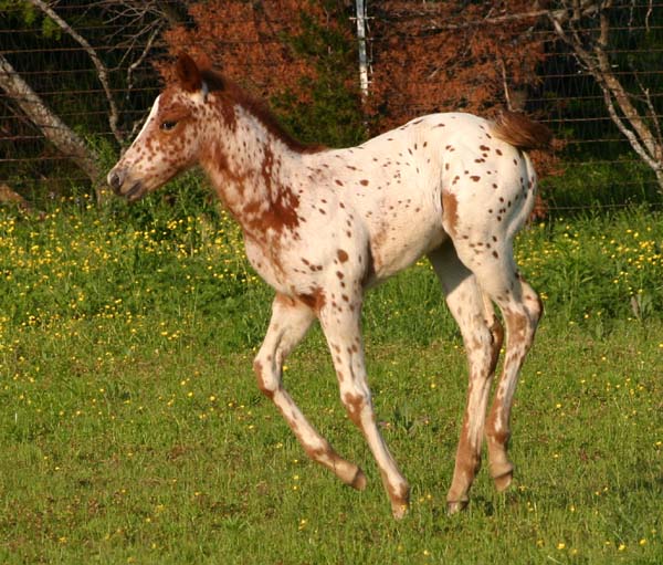 April 2007 Colt, Sierramus (AQHA) x Comic Series, pictured April 20, 2007.