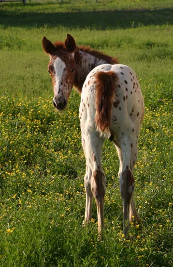 April 2007 Colt, Sierramus (AQHA) x Comic Series, pictured April 20, 2007.