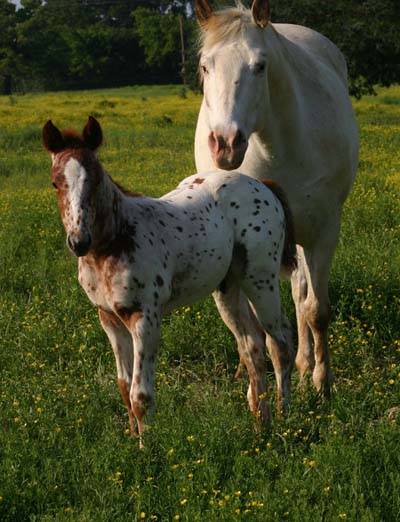 April 2007 Colt, Sierramus (AQHA) x Comic Series, pictured April 20, 2007.