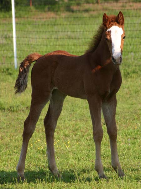 April 2007 Filly, Illustrator x Designer Debutante, pictured April 2007.