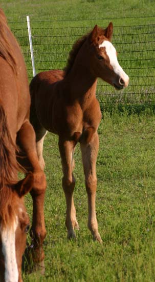 April 2007 Filly, Illustrator x Designer Debutante, pictured April 2007.