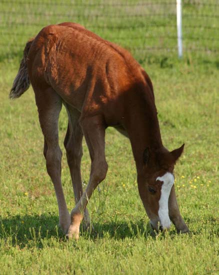 April 2007 Filly, Illustrator x Designer Debutante, pictured April 2007.