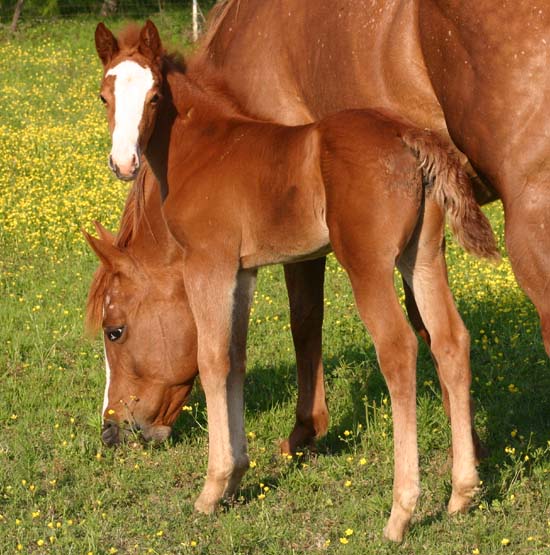 April 2007 Filly, Illustrator x Designer Debutante, pictured April 2007.