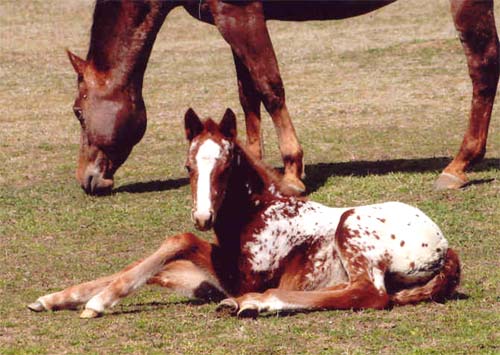 February 2007 Colt, Illustrator x Coosa Kay (by Designer Series), pictured March 2007.
