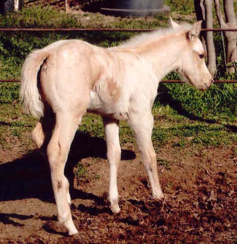 2007 ApHC Filly, pictured March 2006