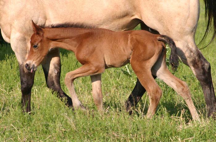 April 2007 Filly, Illustrator x Vanilla Sachet (AQHA), pictured April 2007.