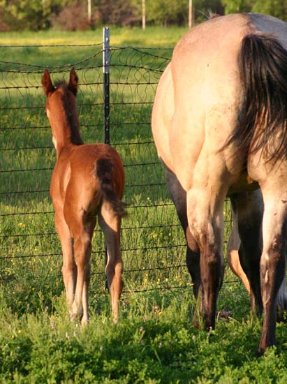 April 2007 Filly, Illustrator x Vanilla Sachet (AQHA), pictured April 2007.