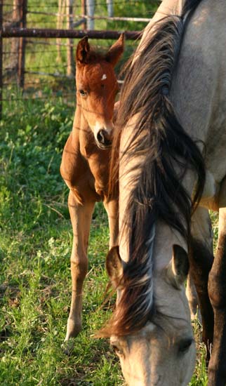April 2007 Filly, Illustrator x Vanilla Sachet (AQHA), pictured April 2007.