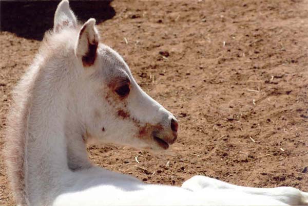 Snowball, Invitational colt, pictured March 5, 2007