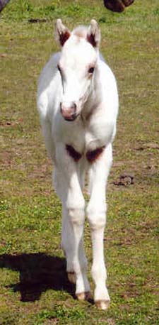 Snowball, Invitational colt, pictured March 5, 2007