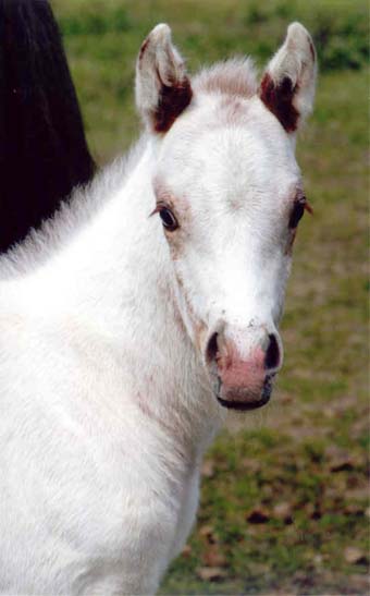 Snowball, Invitational colt, pictured March 5, 2007