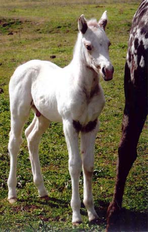 Snowball, Invitational colt, pictured March 5, 2007