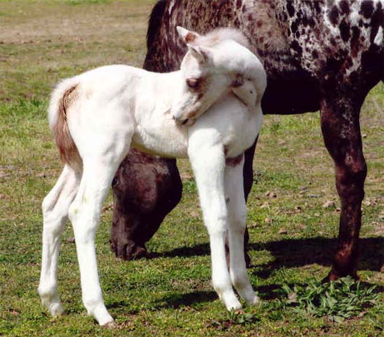 Snowball, Invitational colt, pictured March 5, 2007