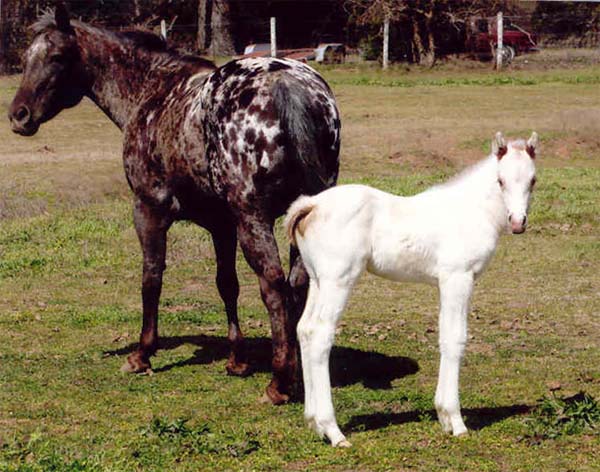 Snowball, Invitational colt, pictured March 5, 2007