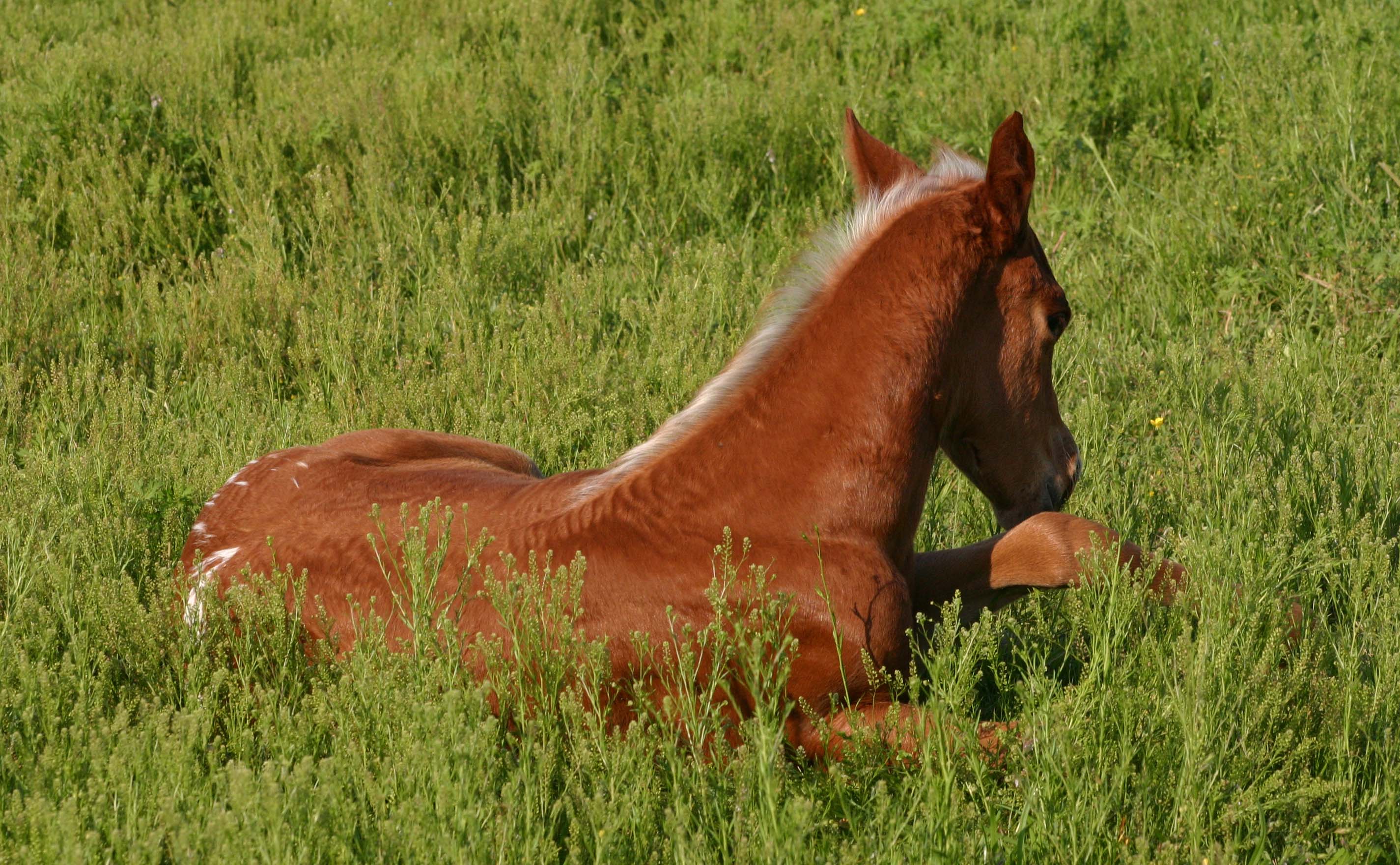 March 2007 filly, Charicature x The Hittress, pictured April 2007.
