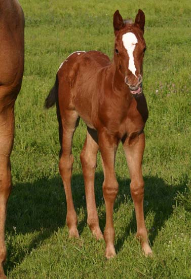 March 2007 filly, Charicature x The Hittress, pictured April 2007.