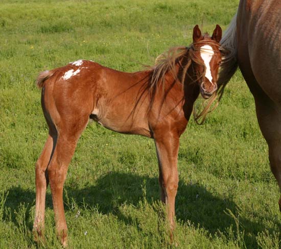 March 2007 filly, Charicature x The Hittress, pictured April 2007.