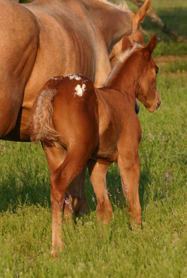 March 2007 filly, Charicature x The Hittress, pictured April 2007.