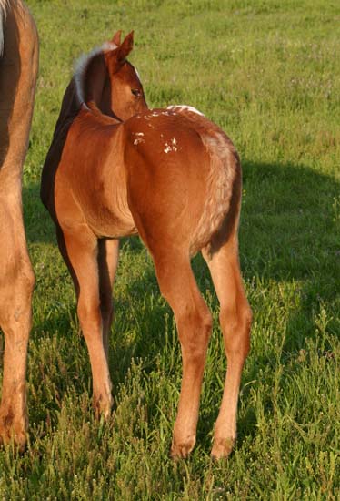 March 2007 filly, Charicature x The Hittress, pictured April 2007.