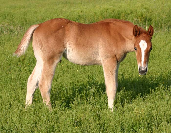 April 2007 Colt, Invitational x Ez Goin Titan, pictured April 20, 2007.