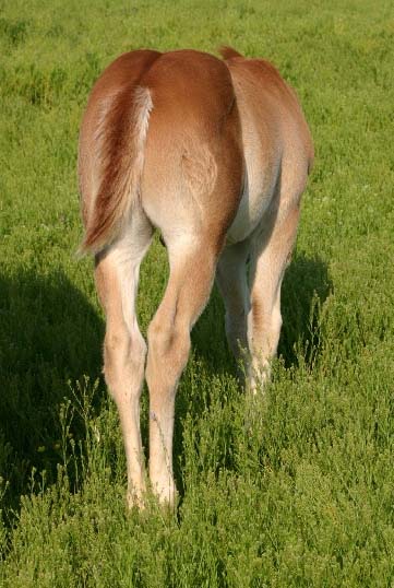 April 2007 Colt, Invitational x Ez Goin Titan, pictured April 20, 2007.