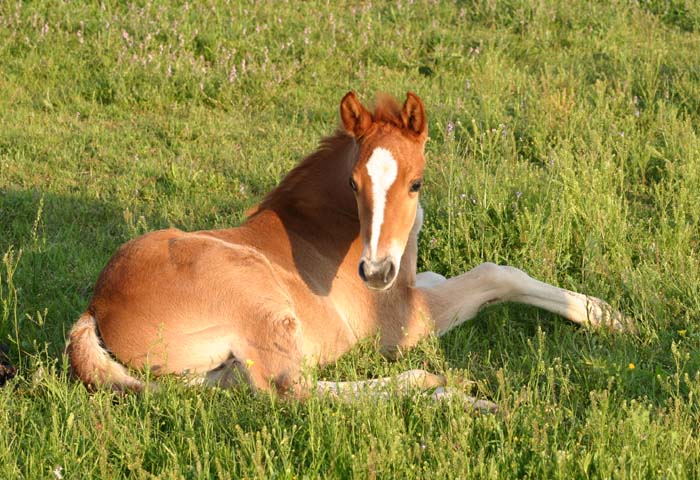 April 2007 Colt, Invitational x Ez Goin Titan, pictured April 20, 2007.