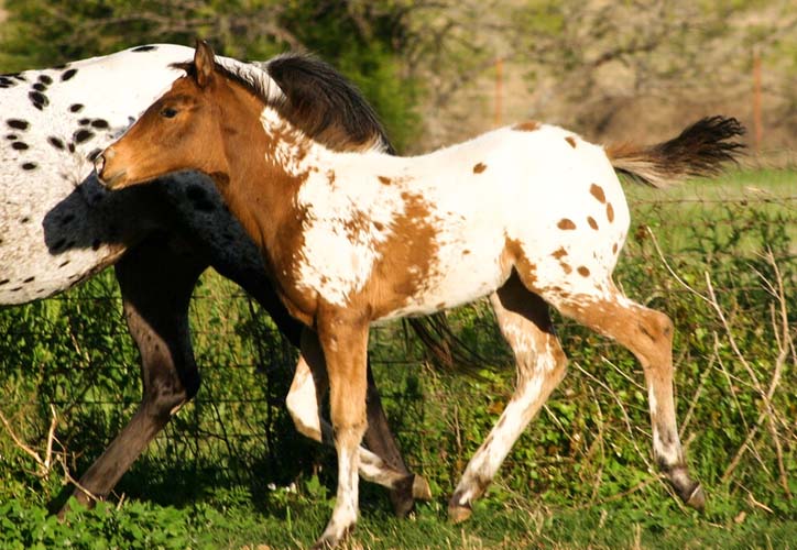 2008 filly, Invitational x Britney Plaudit), pictured April 2008.