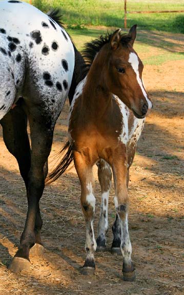 2008 filly, Invitational x Britney Plaudit), pictured April 2008.