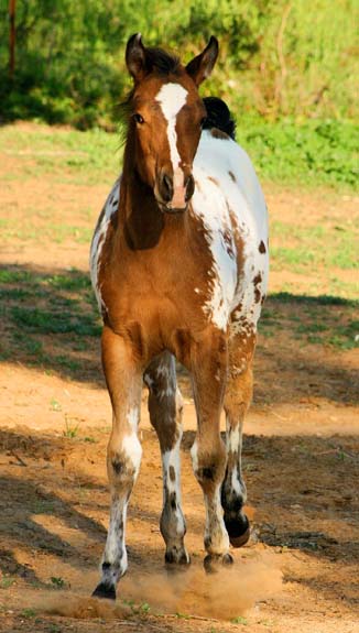 2008 filly, Invitational x Britney Plaudit), pictured April 2008.