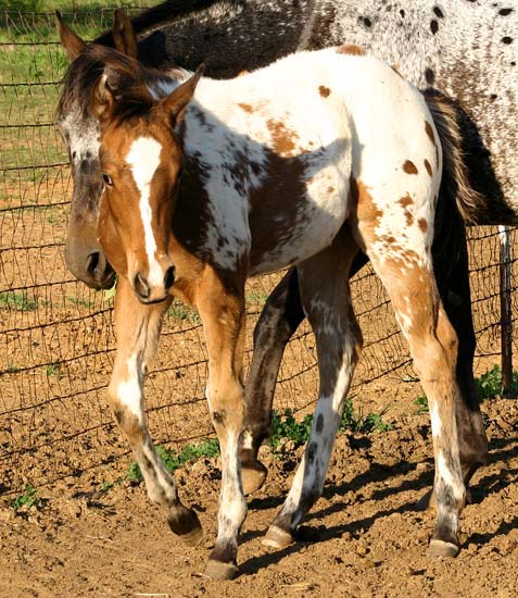 2008 filly, Invitational x Britney Plaudit), pictured April 2008.