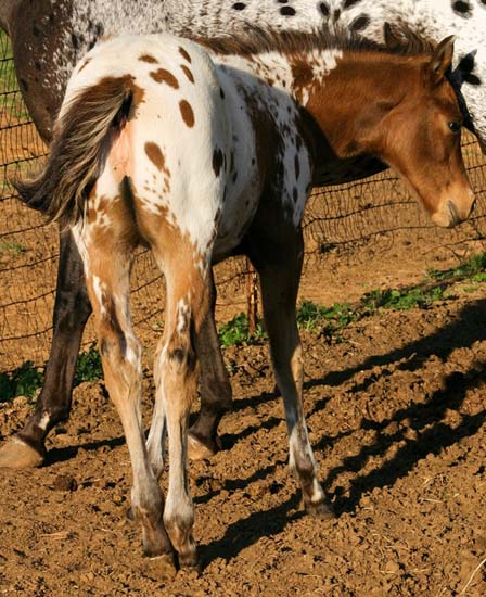 2008 filly, Invitational x Britney Plaudit), pictured April 2008.