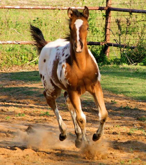 2008 filly, Invitational x Britney Plaudit), pictured April 2008.