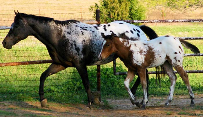 2008 filly, Invitational x Britney Plaudit), pictured April 2008.