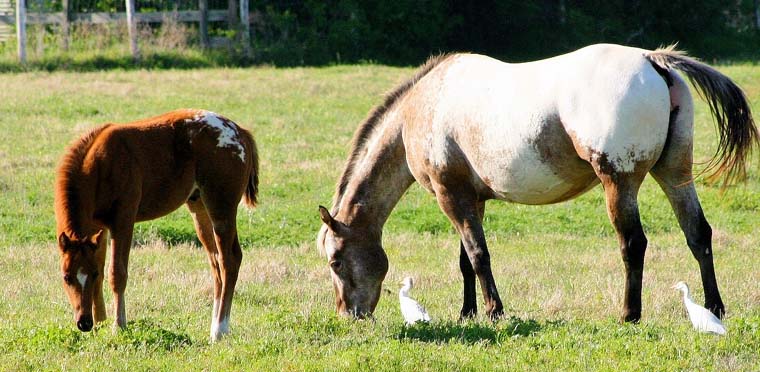 2008 colt, The Top Secret (AQHA) x Cartoon Series by Designer Series, pictured April 2008.
