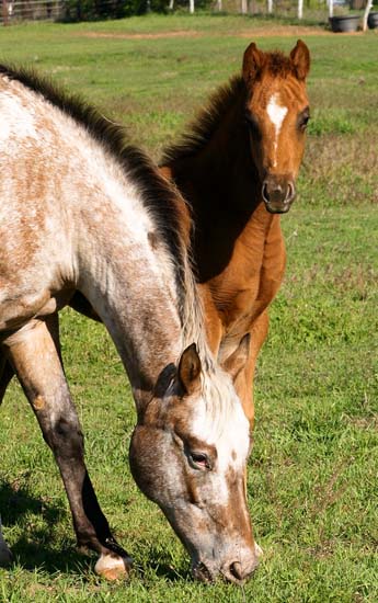 2008 colt, The Top Secret (AQHA) x Cartoon Series by Designer Series, pictured April 2008.