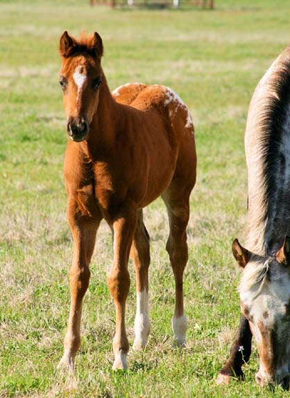 2008 colt, The Top Secret (AQHA) x Cartoon Series by Designer Series, pictured April 2008.