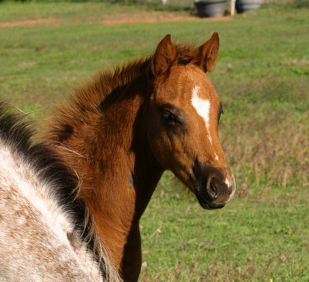 2008 colt, The Top Secret (AQHA) x Cartoon Series by Designer Series, pictured April 2008.