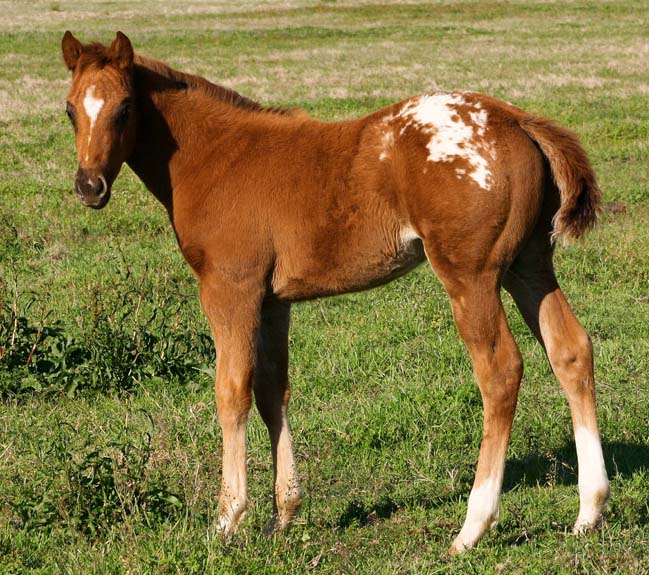 2008 colt, The Top Secret (AQHA) x Cartoon Series by Designer Series, pictured April 2008.