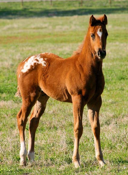 2008 colt, The Top Secret (AQHA) x Cartoon Series by Designer Series, pictured April 2008.
