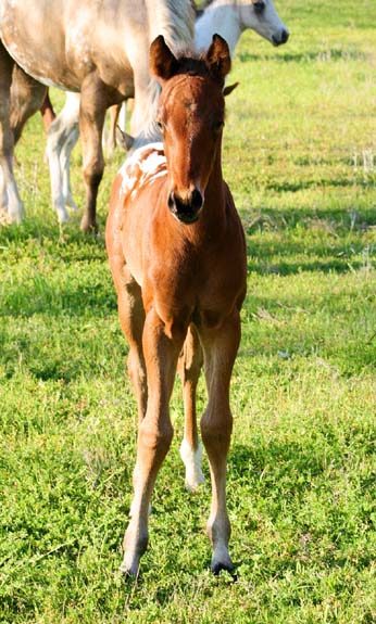 2008 colt, Charicature x Chocolate Invitation by Invitational, pictured April 2008.