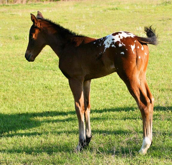 2008 colt, Charicature x Chocolate Invitation by Invitational, pictured April 2008.