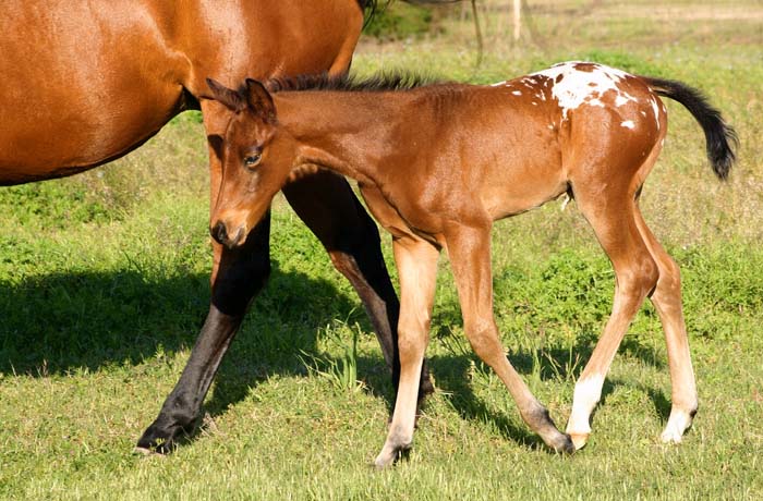 2008 colt, Charicature x Chocolate Invitation by Invitational, pictured April 2008.